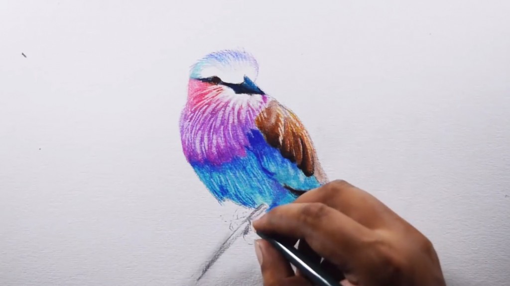 آموزش رنگ آمیزی پرندگان