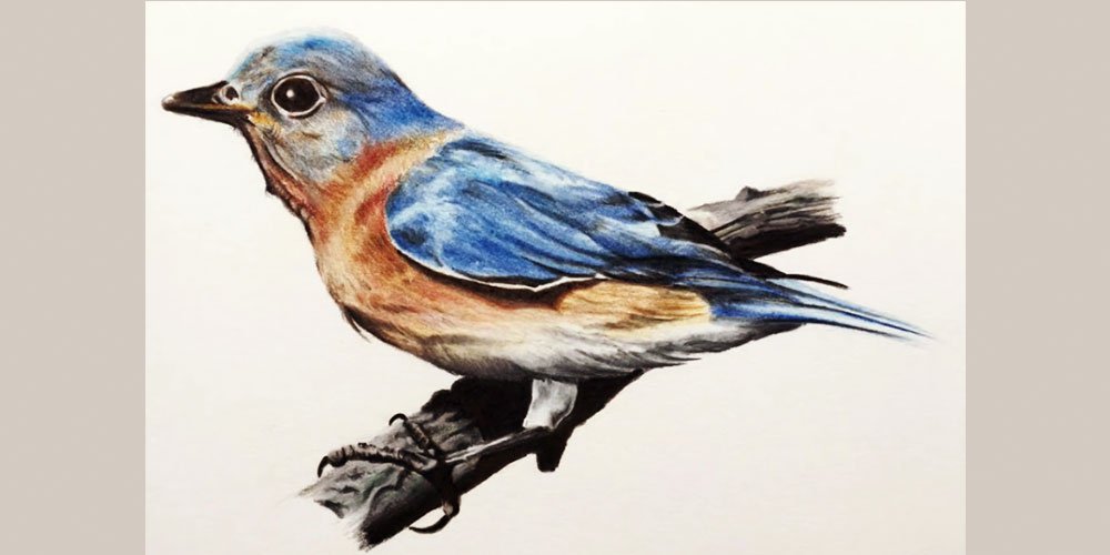نقاشی پرنده با مداد رنگی