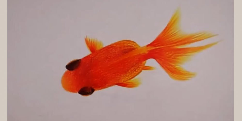 نقاشی ماهی قرمز