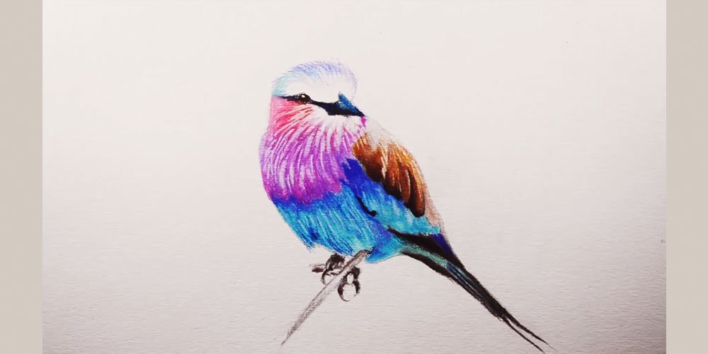 رنگ آمیزی پرنده با مداد رنگی