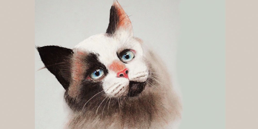 نقاشی چهره گربه با پاستل